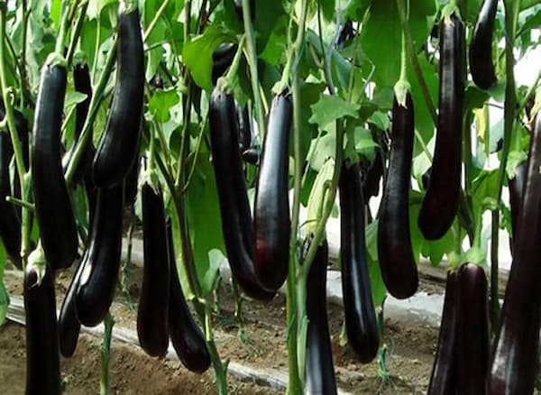 تصویر 4 از قیمت خرید بادمجان قلمی ورامین + فروش ویژه
